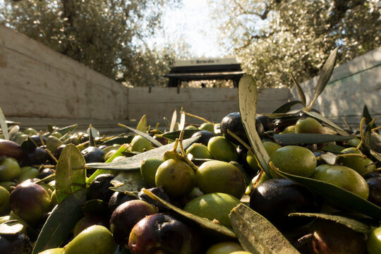 Freshly Harvested Olives and Leaves in a Pile