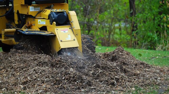 Professional stump grinding machine cutting through a tree stump in a park. The powerful rotating blade chips wood into mulch