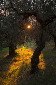 Golden Sunset Light Filtering Through Ancient Olive Trees in a Mediterranean Grove