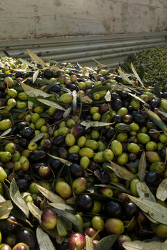 Freshly Harvested Green and Black Olives with Leaves in Bulk