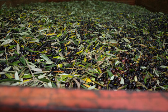 Freshly Harvested Black Olives and Leaves for Olive Oil Production