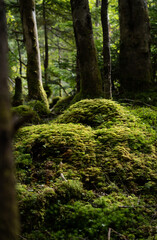 Obraz premium tree in the forest