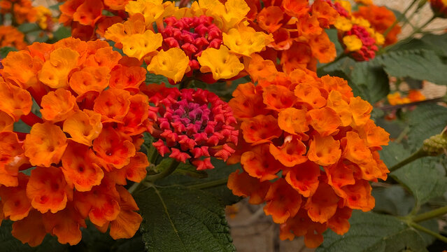 Primer plano de racimo de flores de Lantana camara com&uacute;n, color naranja, rojo y amarillo, soleado jard&iacute;n mallorqu&iacute;n. Arbusto floreciente, follaje verde oscuro, floraci&oacute;n, clima mediterr&aacute;neo c&aacute;lido.