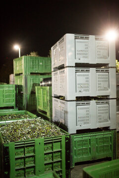 Night Harvest: Crates of Fresh Olives Stacked Under Artificial Light