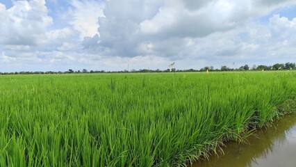 A lush green paddy field under a cloudy sky