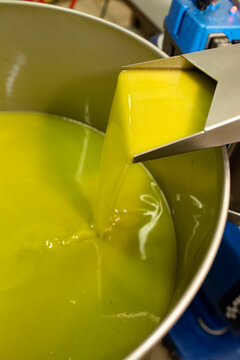 Golden Extra Virgin Olive Oil Pouring from a Traditional Press in a Local Mill