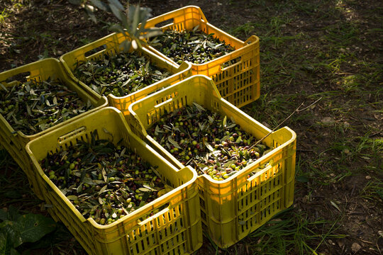 Fresh Harvest of Green Olives in Yellow Crates at a Mediterranean Grove