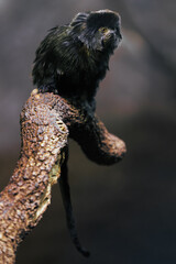 Black tamarin on a curved branch with a dark, textured natural background