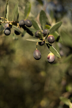 Close-up of Dark Ripe Olives Growing on an Olive Tree Branch