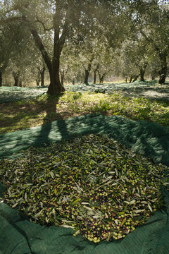 Freshly Harvested Olives and Leaves Piled on a Green Net in a Sunny Orchard