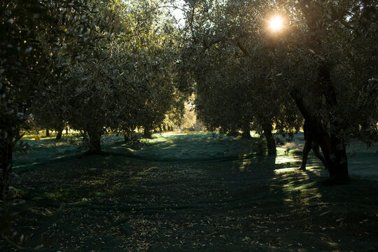 old olives  trees on  olives harvest day