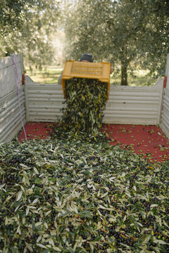 Harvesting Olives: Freshly picked olives and leaves pouring into a truck from a yellow crate.