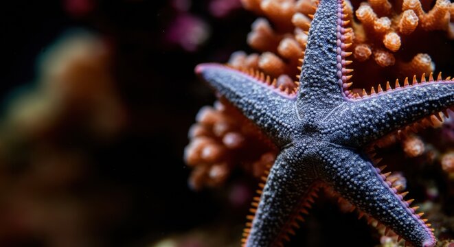 Starfish rests on colorful coral in clear underwater reef scene for nature lovers
