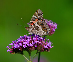 An American Lady Butterfly (Vanessa virginiensis) pollinating atop Purpletop Vervain or Verbena flowers.