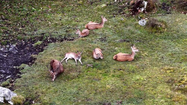 Red deer stag and his harem sleeping during the day