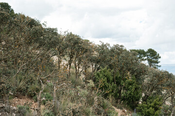 Scenic landscape of forest on rocky hill with cloudy sky in the background