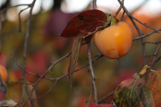 una pianta di cachi in autunno
