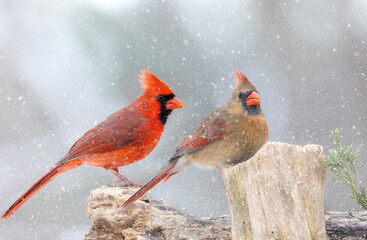 Fototapeta premium male and female cardinal in snow