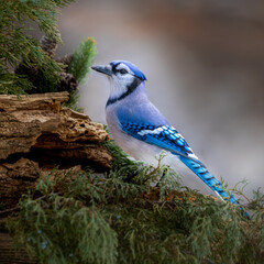 Fototapeta premium blue jay on a evergreen branch