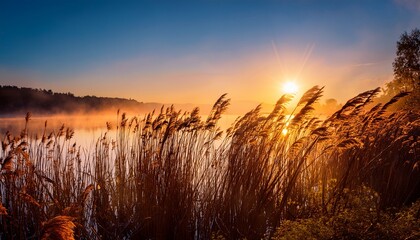 reeds by the lake at sunrise