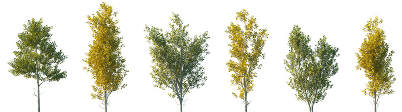 Set of autumn and summer Populus alba (commonly called silver poplar, silverleaf poplar, white poplar) frontal street trees isolated png in sunny daylight on a transparent background perfectly cutout