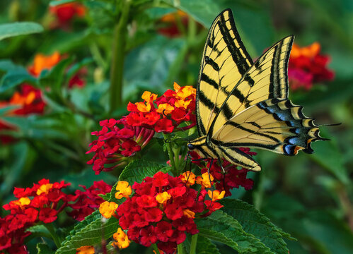 A Swallowtail Butterfly feeding on nectar in a colorful Lantana flower garden.