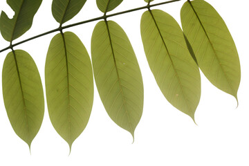 Fototapeta premium Close-up view of delicate light green leaves in natural light . Isolated on transparent background, png