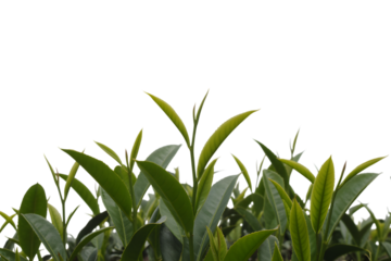 Fresh green tea leaves, a symbol of natural goodness  . Isolated on transparent background, png