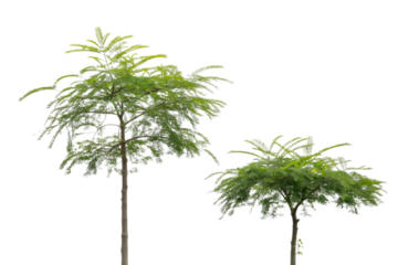 two lush green trees . Isolated on transparent background, png