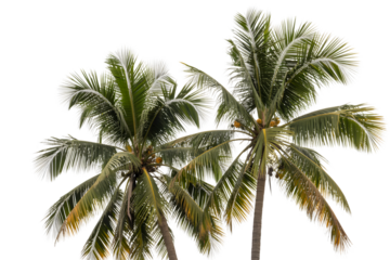 two lush palm trees against sky  . Isolated on transparent background, png