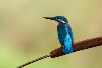 Common Kingfisher Perched on Reed in Natural Habitat