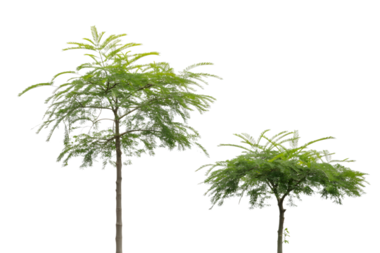 two lush green trees . Isolated on transparent background, png