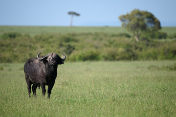 African Buffalo Standing in the Open Savannah