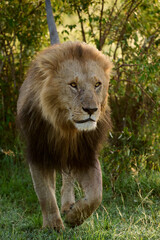 Male Lion Walking Through the Savannah at Sunrise