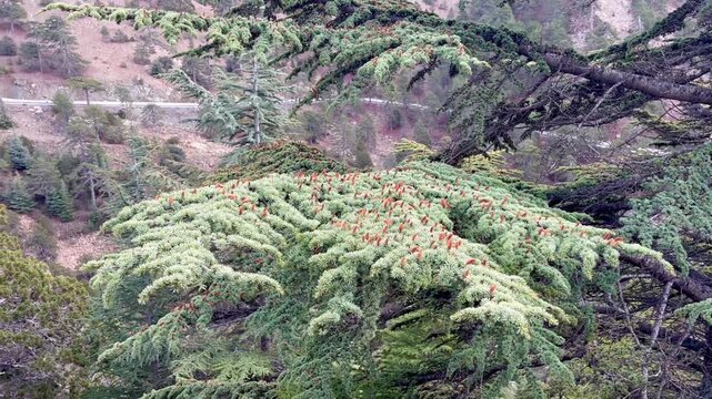 Branches of a Cyprus cedar tree covered with dense male cones above a rugged Troodos mountainside, revealing wild textures, subtle motion and a calm sense of high-altitude solitude