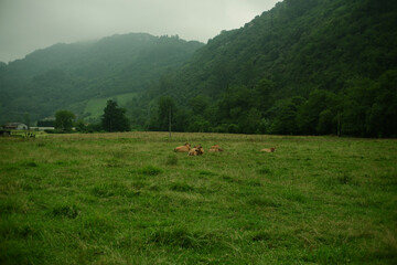 Brown cows resting on a green grassy field with low green mountains in the background. Overcast day with mist over the mountains. Rural landscape of Northern Spain. Film-like colors, atmospheric feel 
