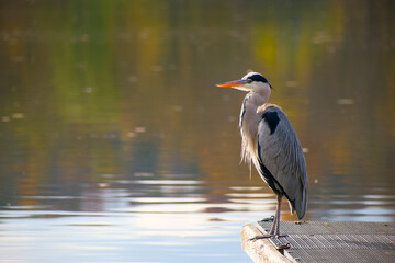 Grey heron standing on pier by reflective lake water in autumn light	