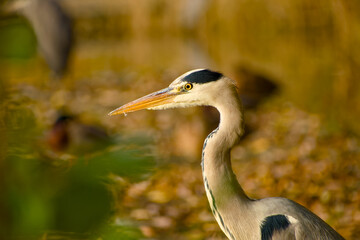 Elegant Grey Heron in a close-up portrait captured in warm autumn sunlight	