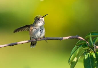 Fototapeta premium Close up of a cute hummingbird fluffed up and stretching its wings.