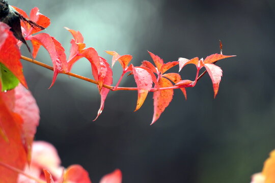 Wilder Wein im Herbst