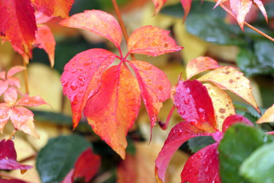 Wilder Wein im Herbst