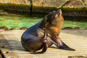 Fototapeta premium pair of California sea lions bask in sun. Zalophus californianus.