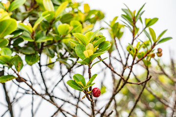 Syzygium sandwicense is a species of flowering plant in the myrtle family, Myrtaceae. Ōhiʻa ha, Hā, and Pāʻihi. Mauʻumae Ridge Trail (Puʻu Lanipō), Oahu, Hawaii. Koʻolau Range, shield volcano.  