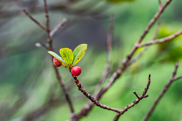 Syzygium sandwicense is a species of flowering plant in the myrtle family, Myrtaceae. Ōhiʻa ha, Hā, and Pāʻihi. Mauʻumae Ridge Trail (Puʻu Lanipō), Oahu, Hawaii. Koʻolau Range, shield volcano.  