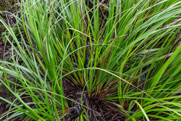 Gahnia beecheyi is a tussock-forming perennial in the family Cyperaceae, that is native to parts of Hawaii. Mauʻumae Ridge Trail (Puʻu Lanipō), Oahu, Hawaii. Koʻolau Range, shield volcano.  