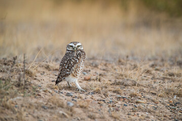 Burrowing Owl, Peninsula Valdes, Chubut Province, Patagonia, Argentina