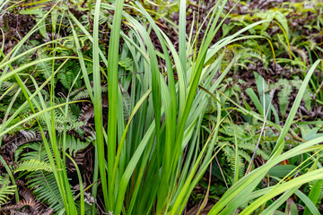 Gahnia beecheyi is a tussock-forming perennial in the family Cyperaceae, that is native to parts of Hawaii. Mauʻumae Ridge Trail (Puʻu Lanipō), Oahu, Hawaii. Koʻolau Range, shield volcano.  