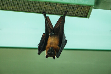 fruit bat hanging on tree in forest. Lyle's flying fox.