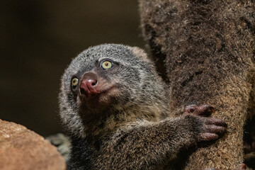Bear cuscus, Phalanger Maculatus with baby on her back