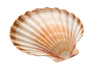 Curved Oyster Shell PNG &ndash; Realistic Side Angle Shell on Transparent Background	
